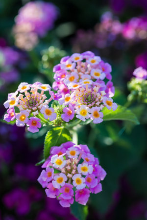 Early Morning Shot of Purple-Yellow Lantana Flowersの写真素材