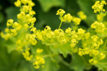 Lady s Mantle Close-Upの写真素材