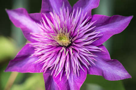 Beautiful Purple Clematis Captured in Full Bloomの写真素材
