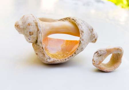 Two bowl sea thrown out on a coastの写真素材