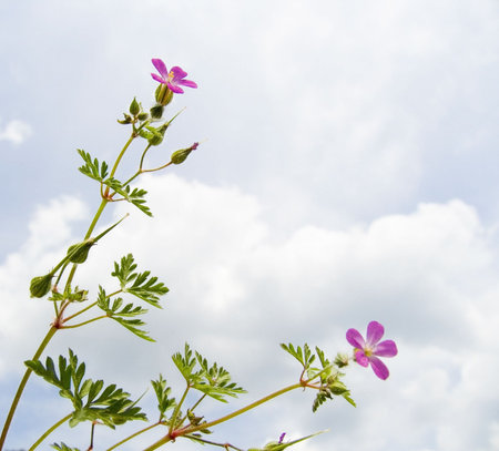 Pink field flowers on a background of the blue sky.の写真素材