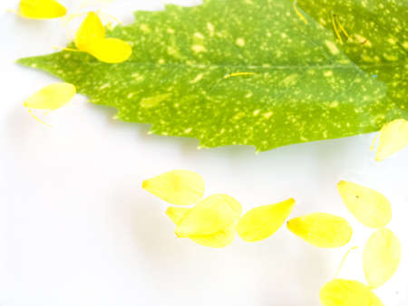 In water yellow petals and a green sheet float. Sharpness in the foreground on yellow petals.の写真素材