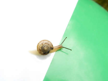 The snail creeps on a children's ballの写真素材
