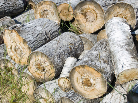 Fire wood from scraps of treesの写真素材