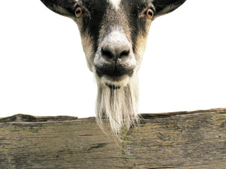 Portrait of a goatの写真素材