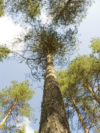 Tree in a wood and the sky