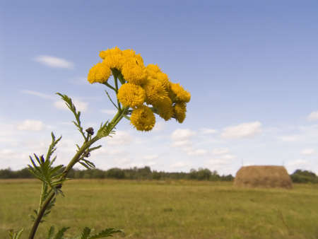 Yellow flower of a tansy on a background of a meadow and the skyの写真素材