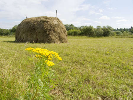 Autumn landscape with a stack of dry hay with yellow colors of a tansy in the foregroundの写真素材
