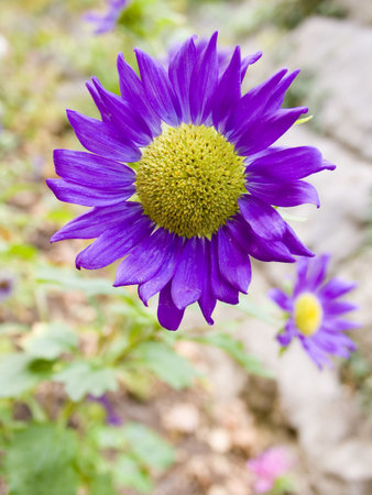 Violet autumn flower close upの写真素材
