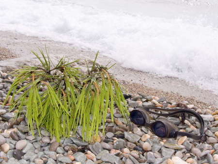 Glasses of the swimmer on a sea beach near to a branch of a pineの写真素材