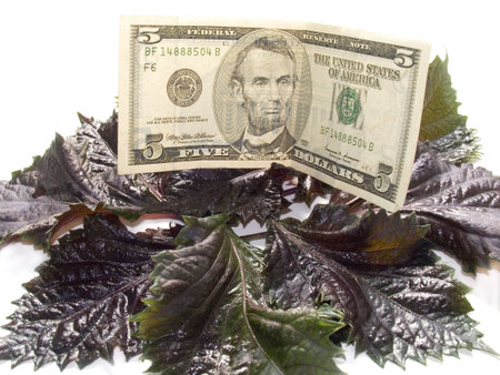 Five American dollars on leaves of a basil. Payment for dinner.