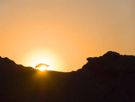 Bird in beams of a rising sunの写真素材