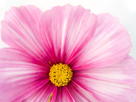Flower of a garden camomile close up