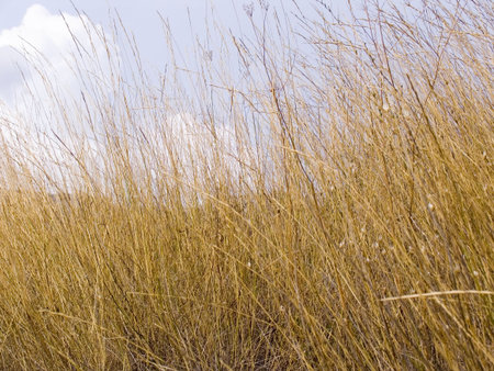 Yellow dry grass on a background of the sky