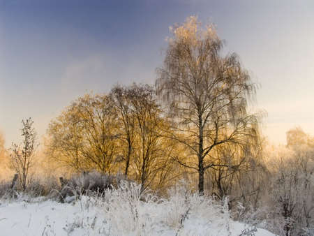 Winter landscape with trees about a frosty sunny dayの写真素材