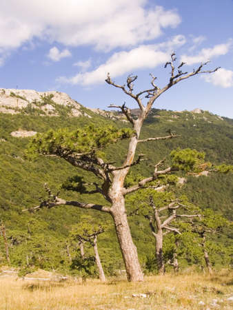 Mountain landscape with a treeの写真素材