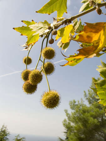 Freakish prickly round fruits of an autumn tree on a background of the skyの写真素材