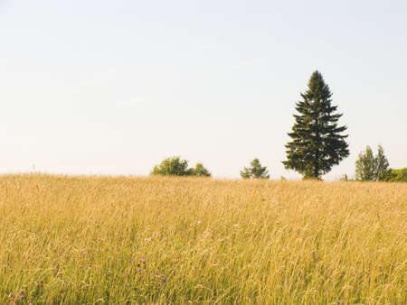 Lonely tree. In the foreground a field with a dry grassの写真素材