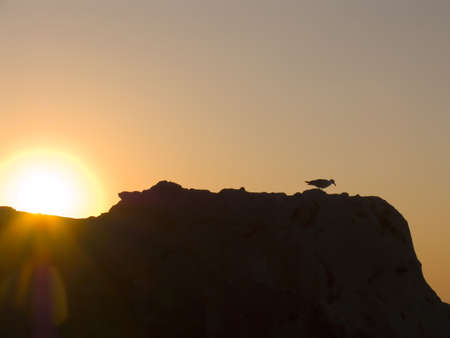 Sunrise on the sea. The seagull on a background of a rising sunの写真素材
