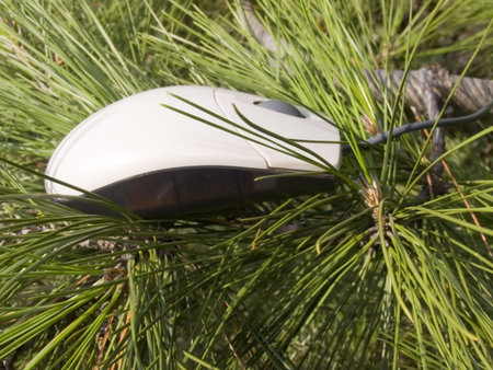 Travel of the computer mouse. In a pine woodの写真素材