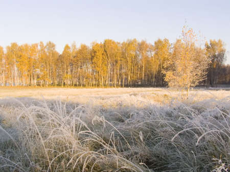 Landscape with an autumn wood in the first frosty morning. On a dry grass hoarfrostの写真素材