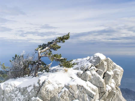 Rock with a lonely pine in mountains in Crimea. Below the sea. A blizzardの写真素材