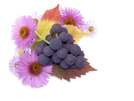 Still-life from colors, autumn leaves and a cluster of a grapes on a white backgroundの写真素材