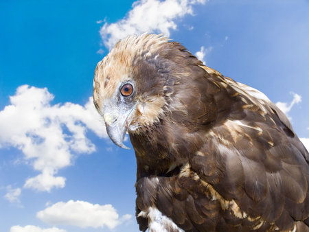 Predatory bird on a background of the blue cloudy skyの写真素材