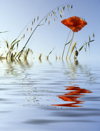 Flower of a poppy on a background of the sky. Reflection in waterの写真素材