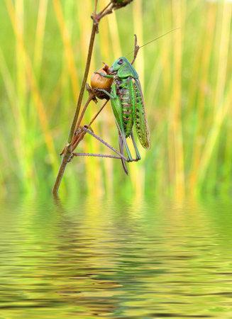 The locust sits on branch and eats a dry fruit. Reflection in a reservoirの写真素材