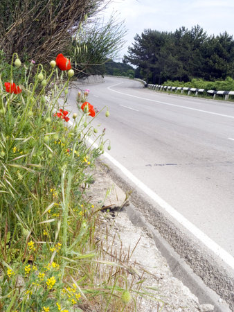 Scarlet poppies on flank highway. On a background turn of roadの写真素材