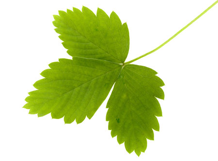 The green leaf of wild strawberry on a white background it is isolatedの写真素材