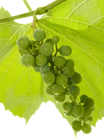 Cluster of a young green grapes on a background a leaf の写真素材