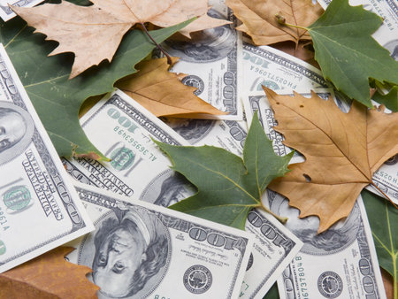 The American dollars in autumn maple leavesの写真素材