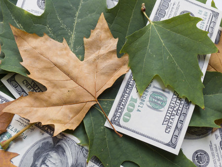 The American dollars in autumn maple leavesの写真素材