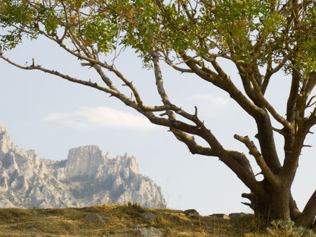 Lonely pistachio tree on a background of the sky and mountains on a backgroundの写真素材