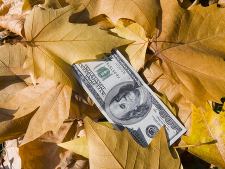 The American dollars in yellow autumn maple leavesの写真素材
