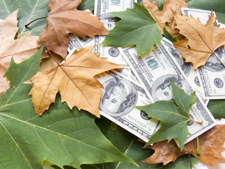 The American dollars in autumn maple leavesの写真素材