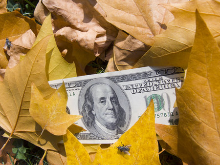 The American dollars in yellow autumn maple leavesの写真素材