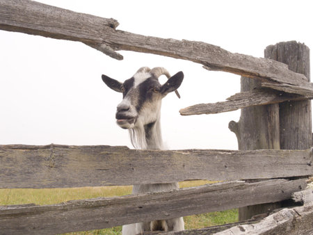 Goat in a shelter on a pastureの写真素材
