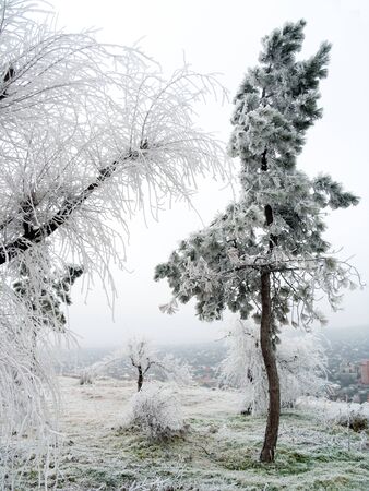 Tree in the frost on a frosty winter dayの写真素材