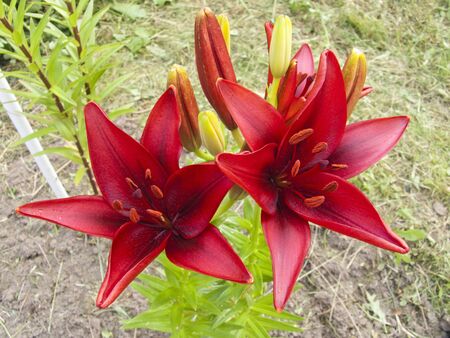 Garden lilies close-up on a bed of flowers in the gardenの写真素材