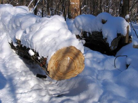 The trunk of a felled tree in winter forestの写真素材