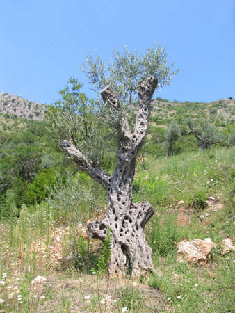 Old olive tree. Montenegro, summerの写真素材