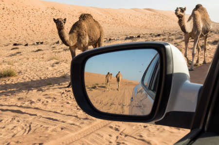 camels in side view mirrorの写真素材