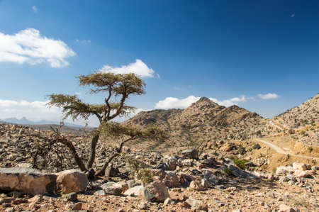A tree with Jabal shams landscapeの写真素材