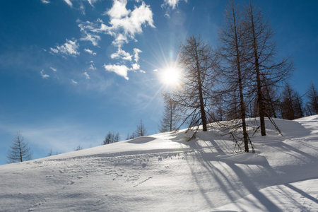 Sun shining through trees growing on a ridge
