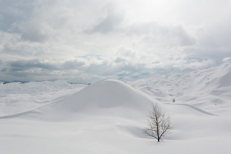 Lonely tree growing out of the snow infront of a small hill