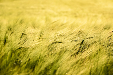 Field with growing wheat that is starting to mature