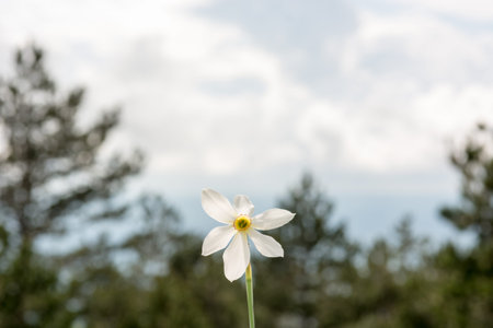 Wild daffodil with forest in the background, Natural park Ucka, Croatiaの写真素材